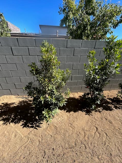 Freshly planted Japanese Blueberry tree against dark gray block wall, bare soil, Las Vegas
