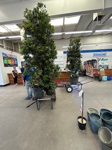 Japanese Blueberry trees inside Star Nursery Las Vegas — 15-gallon container stock on cart before delivery