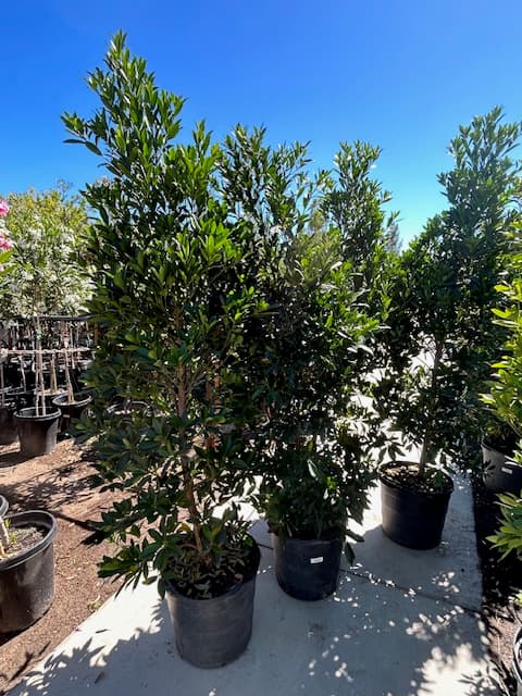 Japanese Blueberry trees in black containers staged outdoors at Star Nursery Las Vegas