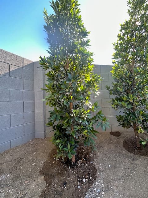 Established Japanese Blueberry trees against gray block wall with pavers, Las Vegas landscape