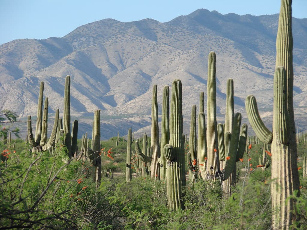 Saguaro