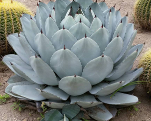 Artichoke Agave