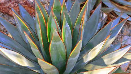Blue Glow Agave