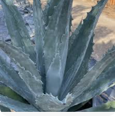 Century Plant