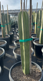 Mexican Fence Post