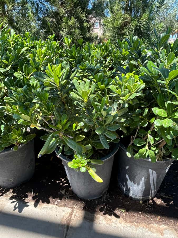Mock orange shrub — included in Las Vegas landscape packages