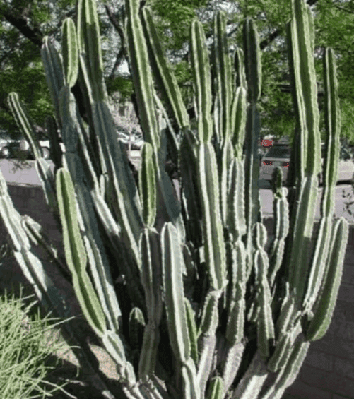 Peruvian Apple Cactus