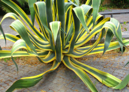 Variegated Century Plant